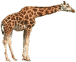 ２２２image00.gif