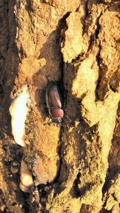 NEC_0272.jpg