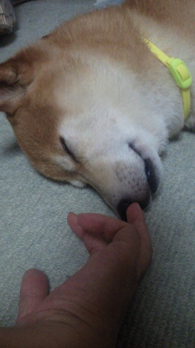 NEC_0293.jpg