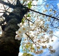 桜　新芽