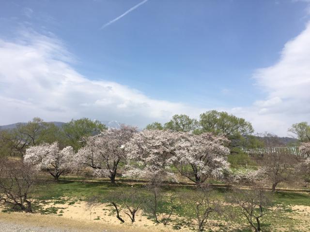 春の楽しみ
