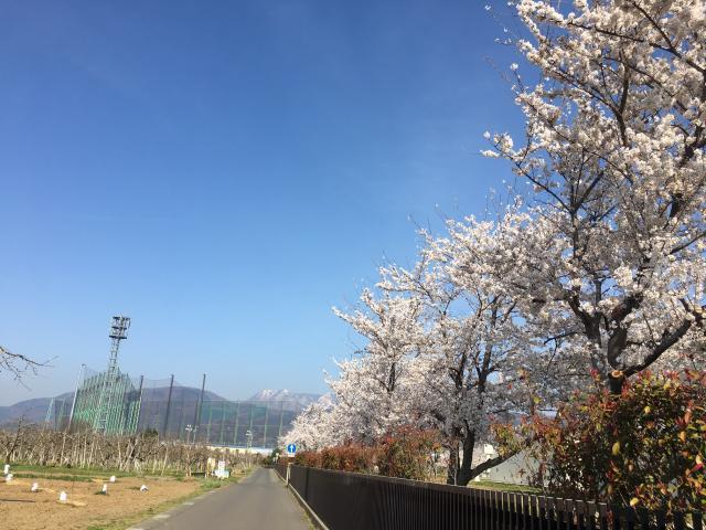 青空と桜と