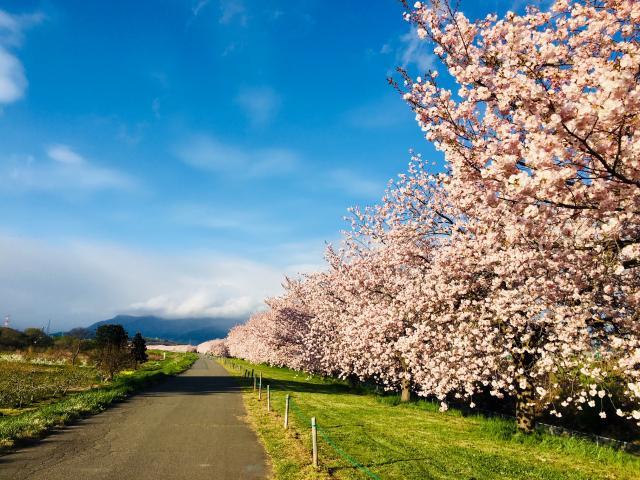 桜までの距離