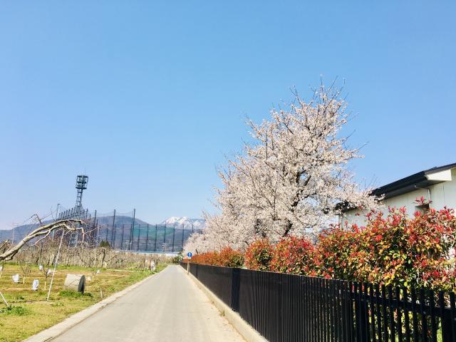 春ですね