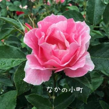 20170608121929-7944b8454a017c701b323aae8bce80cf1b6a48fd.JPG
