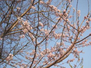 IMG_5581.JPG