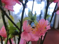 CIMG0305.JPG