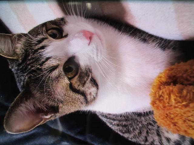 にゃんにゃんにゃんの日です！！