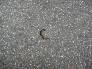 IMG_4373.JPG