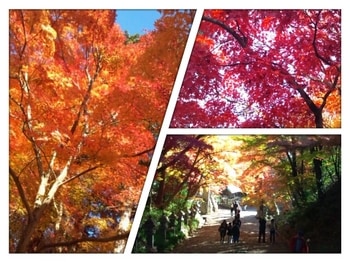 konomiya1.jpg