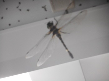 DSCN5395.JPG
