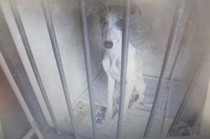 迷い犬.jpg