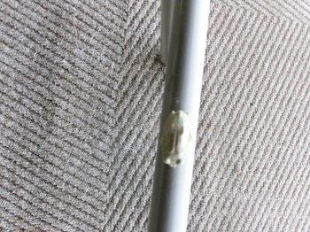 CIMG9985.JPGのサムネール画像
