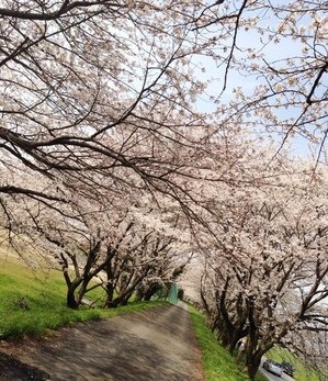桜.JPG