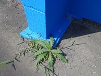 DSC08301.JPG