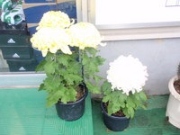 PB260323.JPG