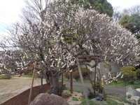 P3100006.JPG