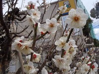 P3100010.JPG