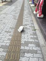 これは猫.jpg