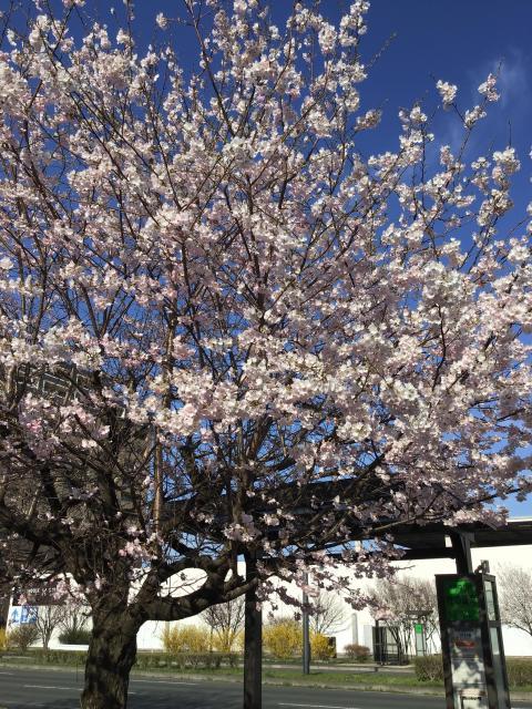 桜咲きましたね