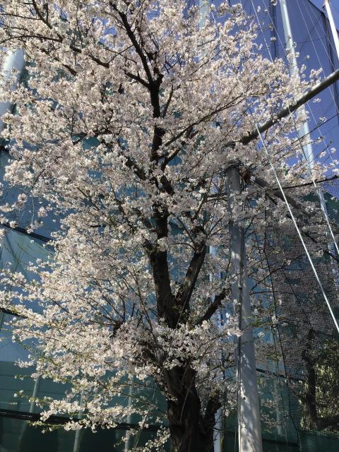 ☆本日30日はボールの日☆