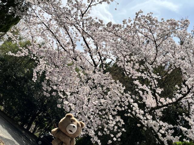 お花見ゴルフ