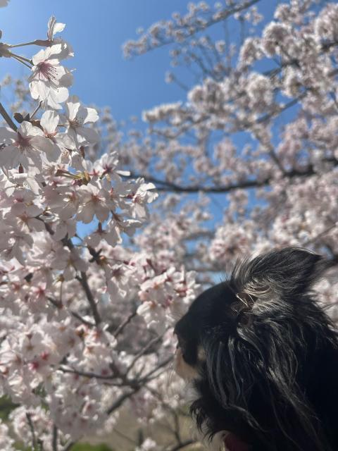 お花見