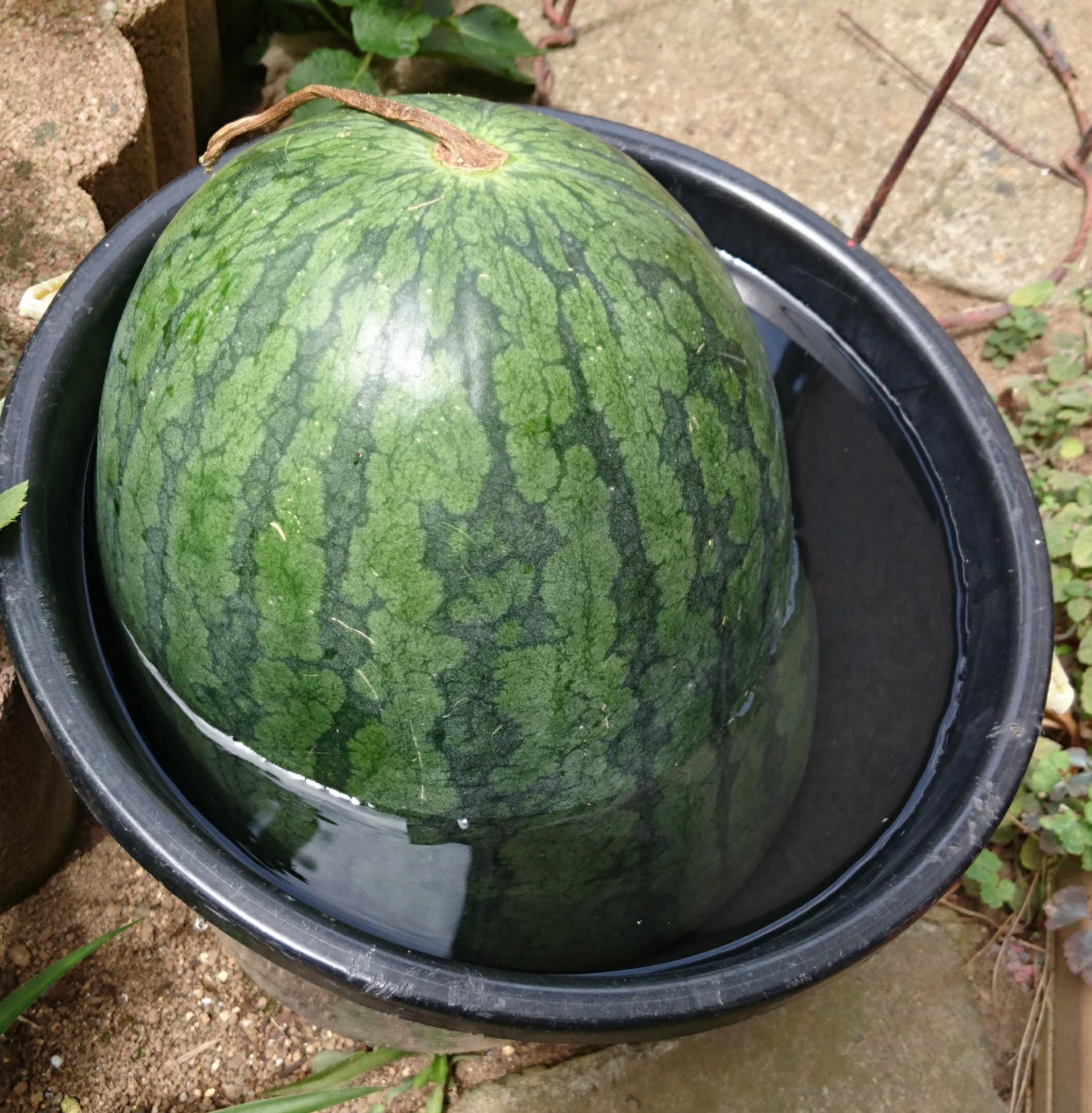 \( ´꒳`)/♥野菜の日