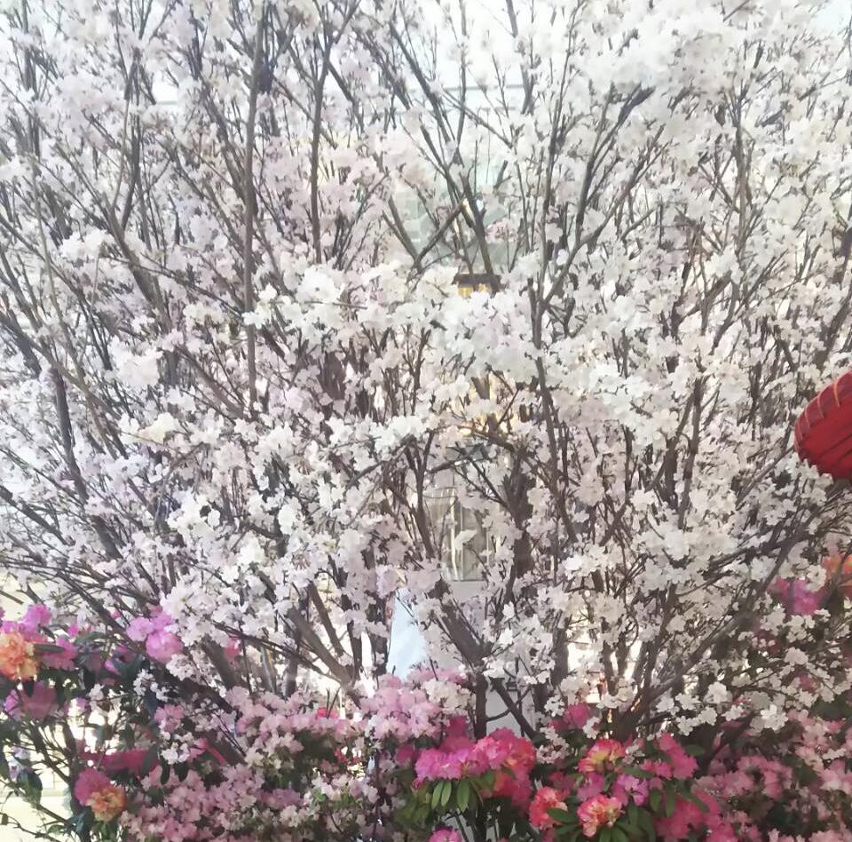 春なので一新(*´ー｀*)