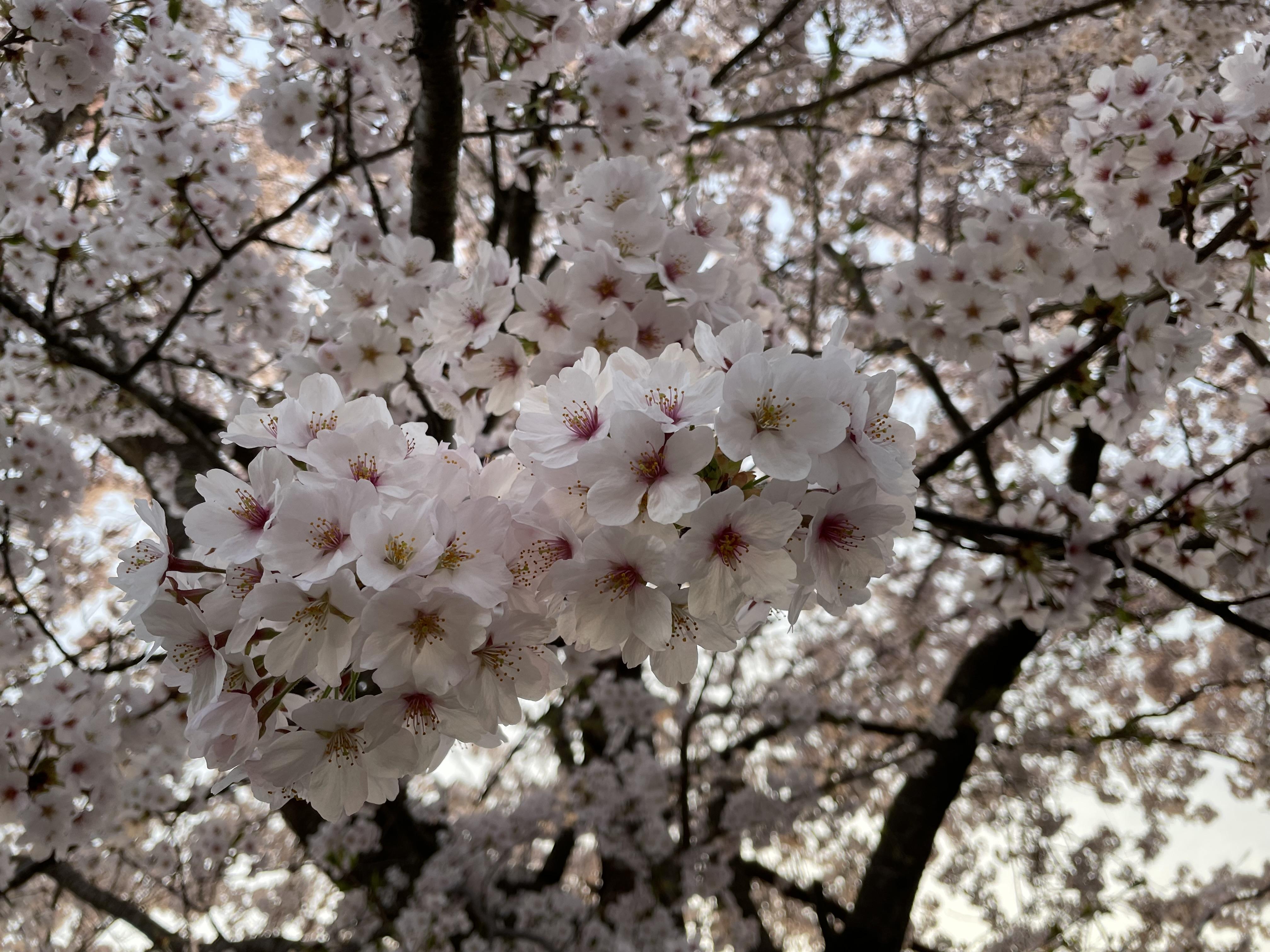 満開！だった...。