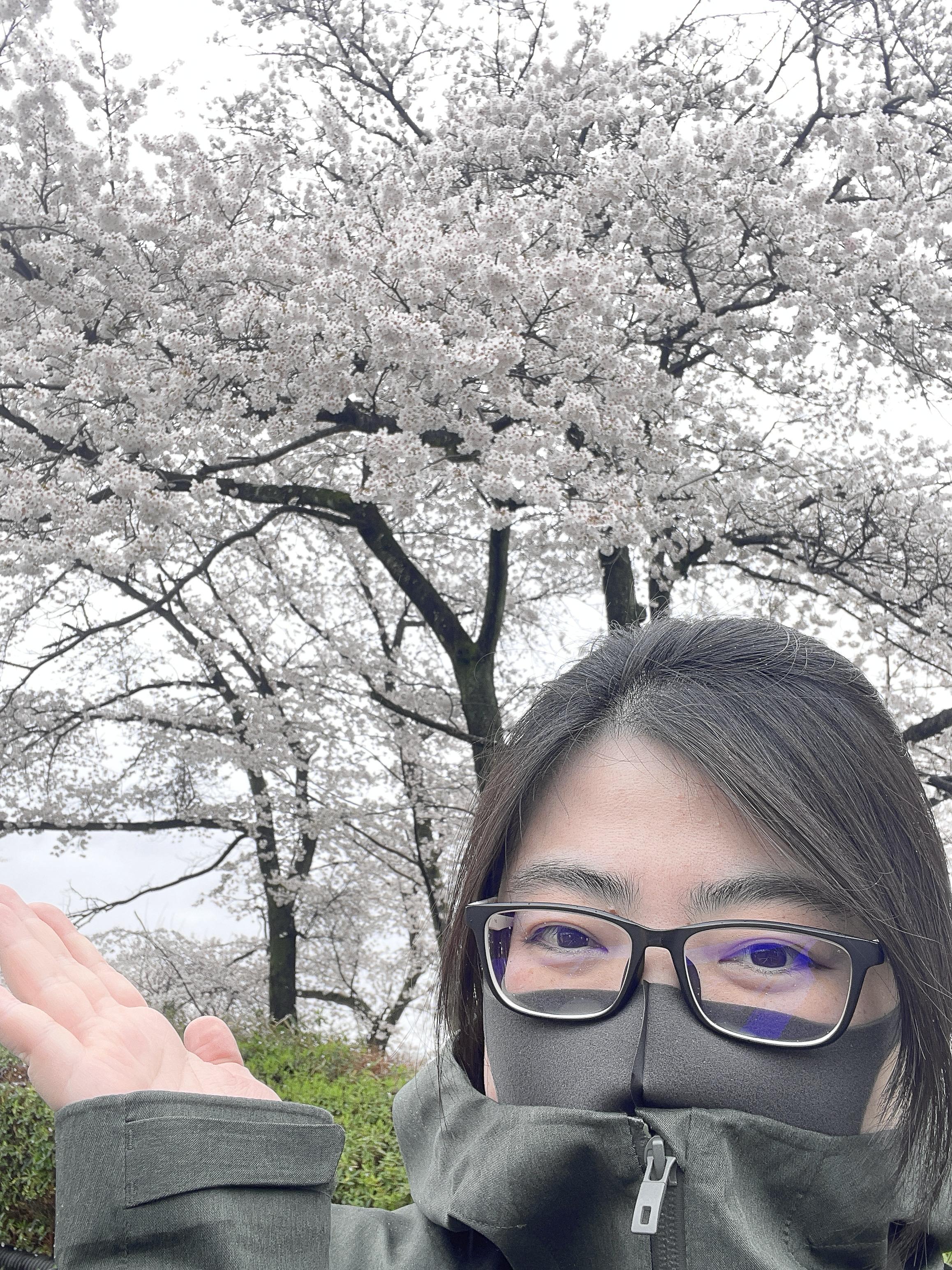 大好きな桜をご紹介♪