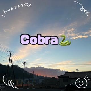 Cobra新作！！！