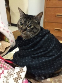 nyatto.JPG