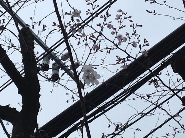 桜のつぼみが開きました*\(^o^)/*