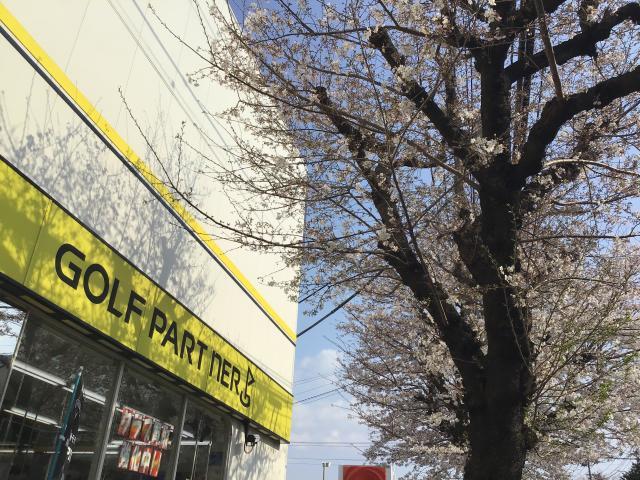 桜満開♫