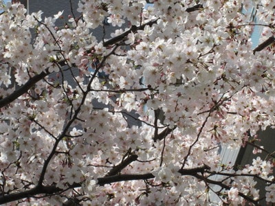 IMG_6955.JPG