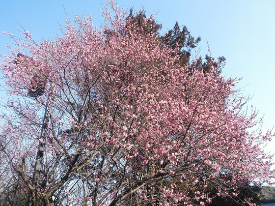 3梅の花jpg