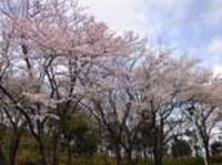 桜.jpgのサムネール画像