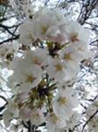 SAKURA.jpgのサムネール画像