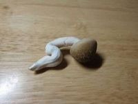 きのこ.jpg