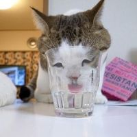 neko.jpg