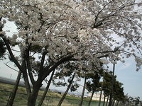 SAKURA.JPG