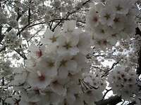 SAKURA2.JPG
