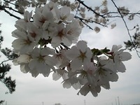 SAKURA3.JPG