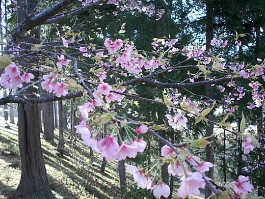 DSCI0030.JPG
