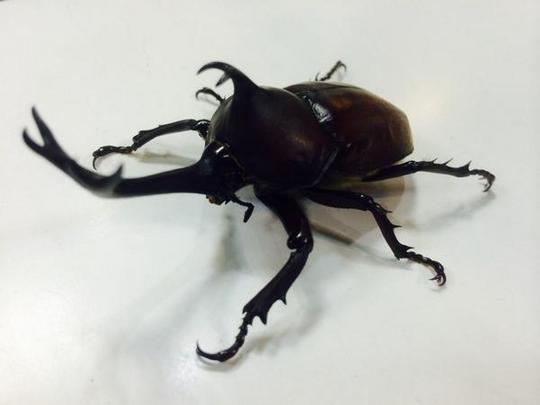 カブトムシ.jpg